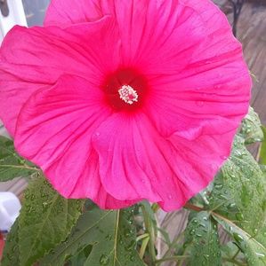 Meet your Posher, Dionne